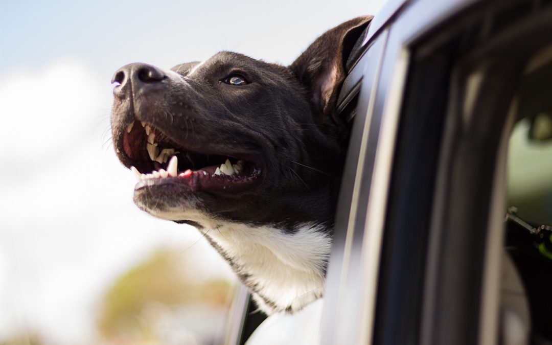 Hund im Auto transportieren